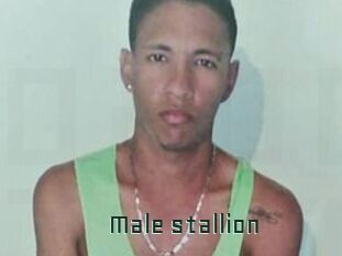 Male_stallion
